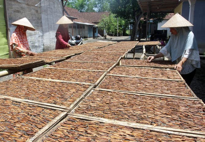 Proses Pengolahan Pisang Sale